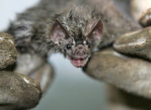 Tanto os morcegos que se alimentam de sangue quanto os que comem frutas podem transmitir a raiva