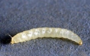 Larva de Pulga