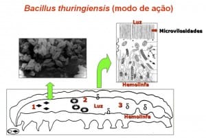 Etapas de Infecção por Bacillus Thuringiensis em Lepidoptera