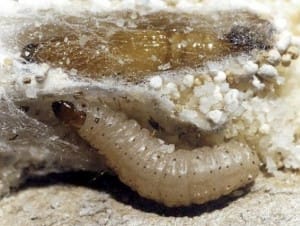 Larva e Pupa de Ephestia