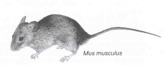 Mus musculus