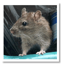 Controle de Ratos, Camundongo e Roedores
