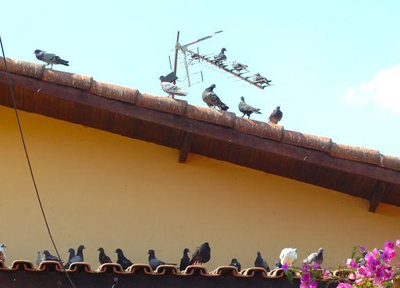 Pombos infestam telhados de Sorocaba