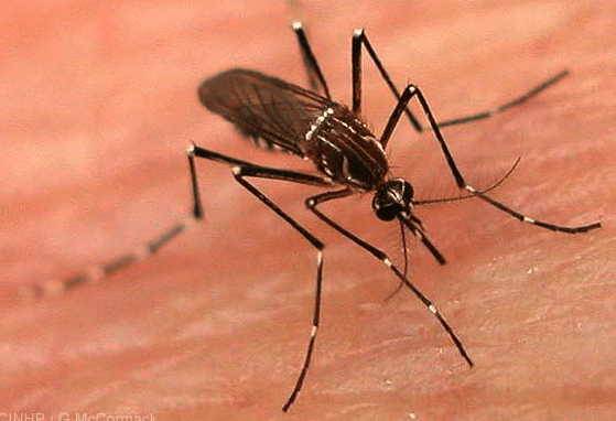 Mosquito da dengue ameaça municípios de todo Brasil
