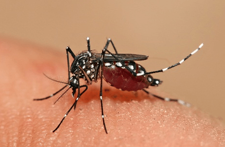 Matemática Ajuda a Prevenir Epidemias de Dengue e Zika