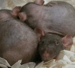 Desratização: Como Acabar com Ratos