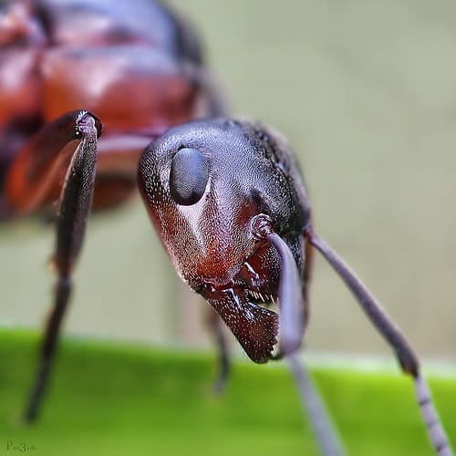 Formigas: infestação de Pragas