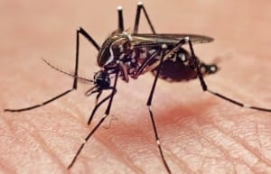 Aedes aegypti: transmissor da Dengue
