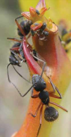 formigas-serapilheira