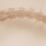 larva mosquito denque zika lavicida