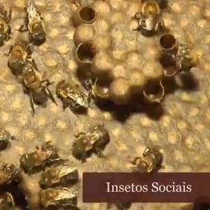 insetos sociais: abelhas e formigas
