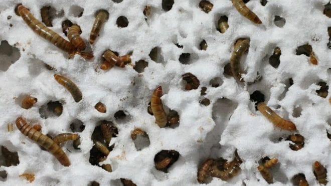 Larva do bicho-da-farinha