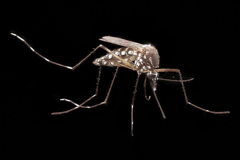 Aedes Aegypti Pode Transmitir Mais de 100 Tipos de Vírus