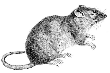 Rattus norvegicus - Desratização e/ou Controle de Roedores