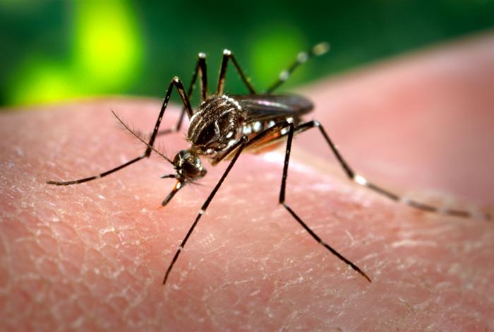 Aedes aegypti Zika Vírus