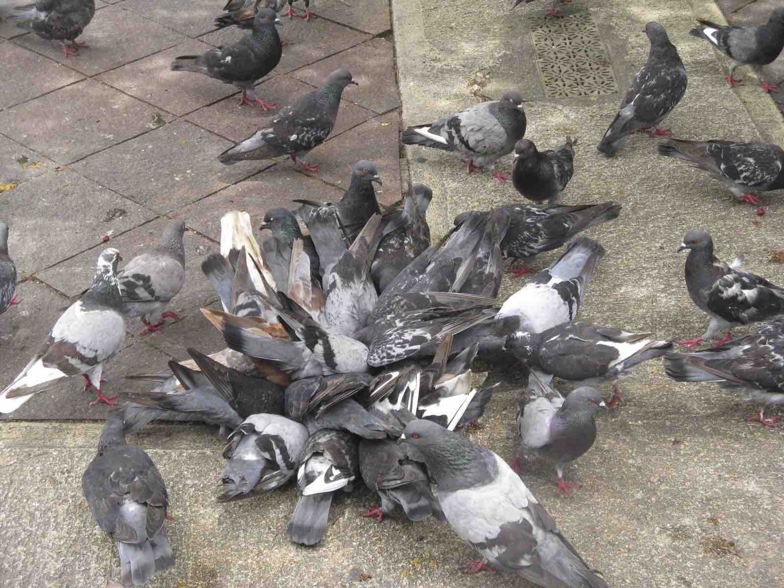 como eliminar pombos urbanos