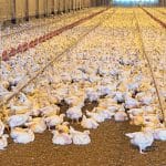 controle pragas granjas de frangos e suinos