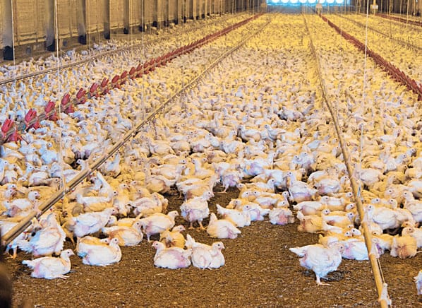 controle pragas granjas de frangos e suinos