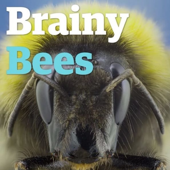 abelhas inteligentes natureza sutentabilidade
