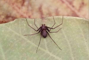 A aranha do gênero loxosceles, conhecida como aranha-marrom