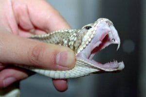 A jararaca e outras serpentes do gênero bothrops são as que mais causaram acidentes envolvendo humanos