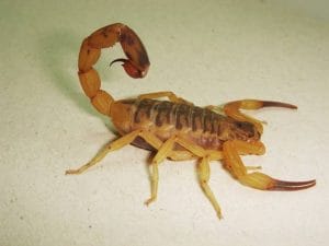 O escorpião é o animal peçonhento que mais causa acidentes no Brasil