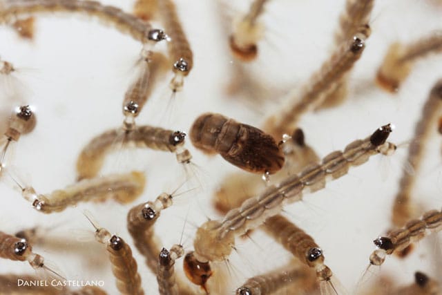larvas dengue aedes aegypti zika