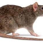 Diferença entre rato e ratazana para o Controle de ratos e roedores Desratização ou Dedetização