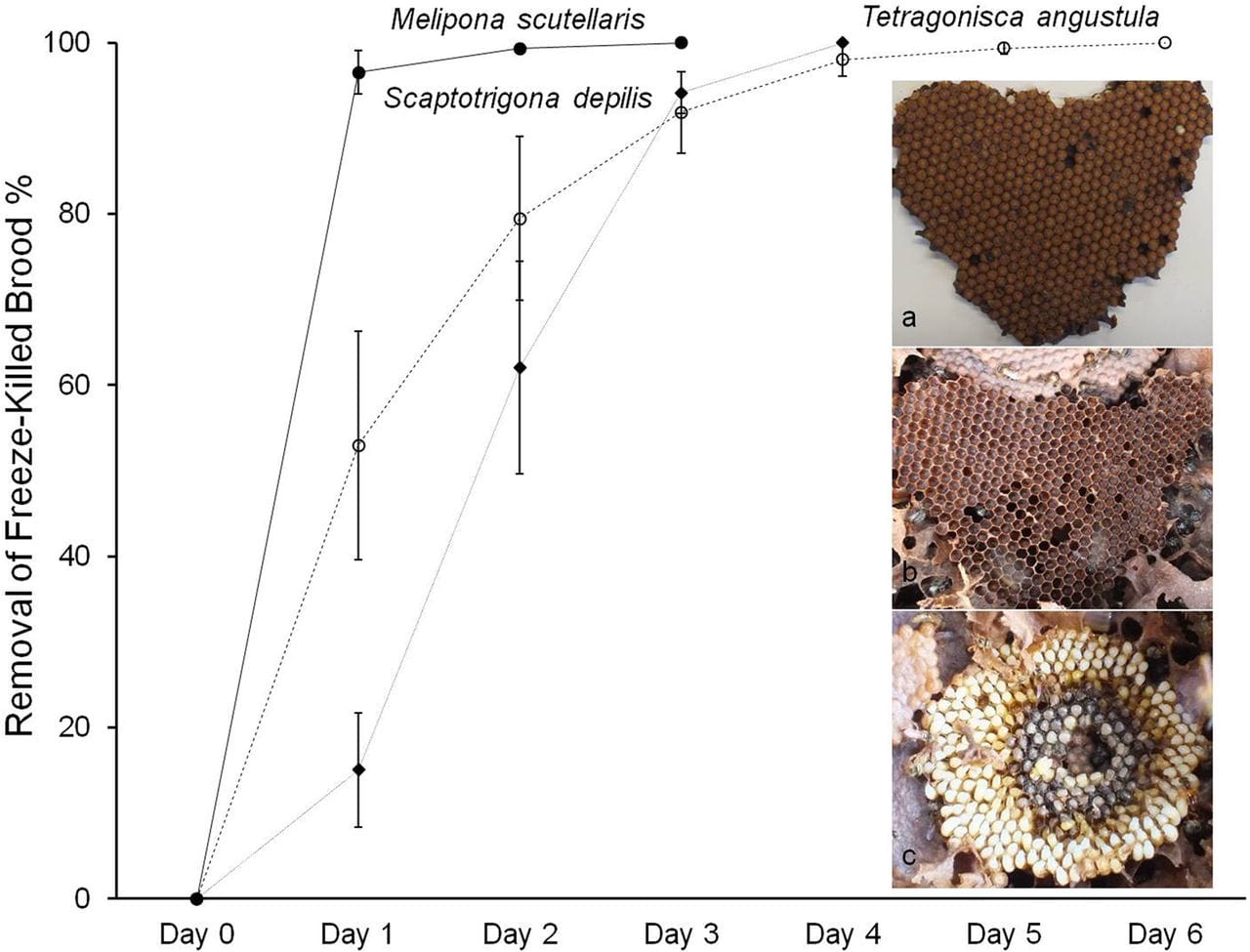 Formigas, Cupins e Abelhas, Apresentam Mecanismo de Limpeza da Colônia para Evitar Doenças