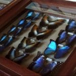 80 mil insetos no museu Fritz Plaumann em Santa Catarina