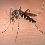 Mosquito causa a morte de 750mil pessoas por ano