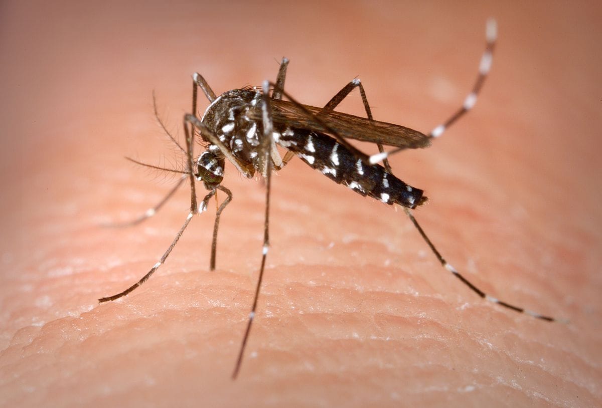 Mosquito causa a morte de 750mil pessoas por ano