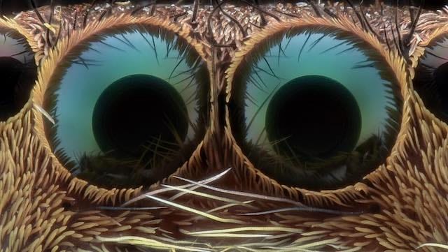 Olhos da Aranha