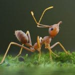 ​​formigas são consideradas os bioindicadores ideais para monitorar a conservação dos ambientes florestais mas também seu uso ou sua degradação pelo homem.