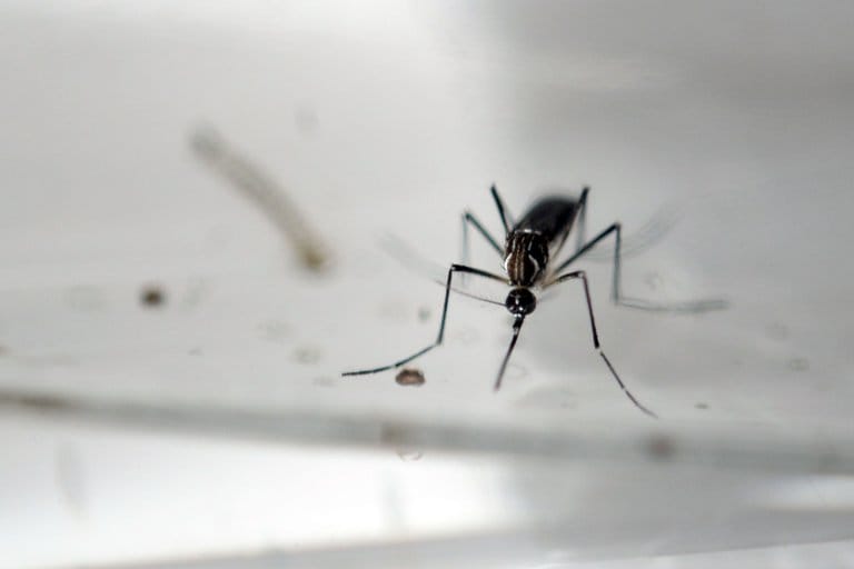 Batalha da Public Health England para conter o Aedes albopictus
