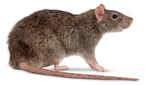 Diferença entre rato e ratazana para o Controle de ratos e roedores Desratização ou Dedetização