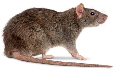 Diferença Entre Ratazana e Rato