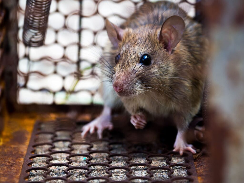 Pulgas de roedores têm sido historicamente culpadas pela transmissão da peste bubônica