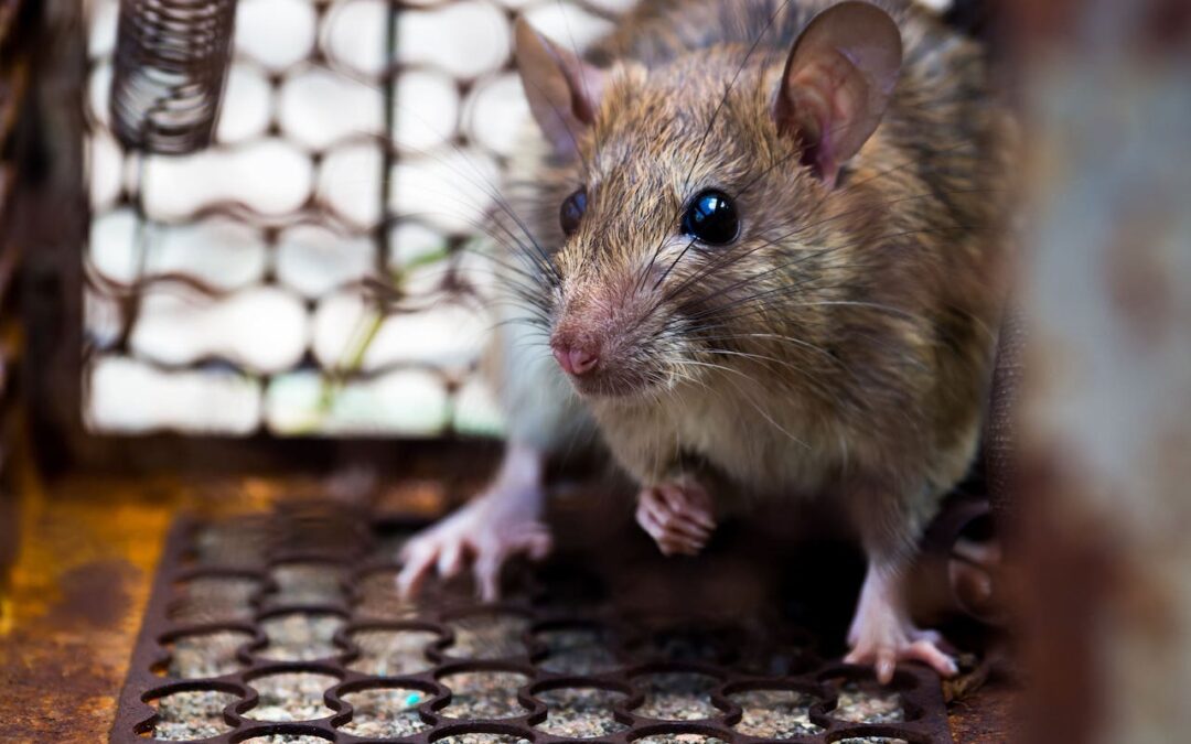 Ratos e a Epidemia Mais Mortal da História: A Peste Negra
