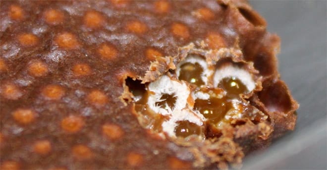 Célula de cria de abelhas mandaguari contendo o fungo