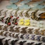 Professor de Entomologia da Universidade Federal do Paraná tem coleção de 425 mil borboletas, quer ampliar pesquisa e tornar seu acervo acessível ao público