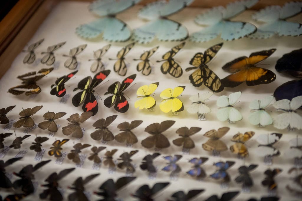 Pesquisador tem coleção de 425 mil borboletas