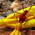 espécies de formigas cortadeiras conhecidas como saúva