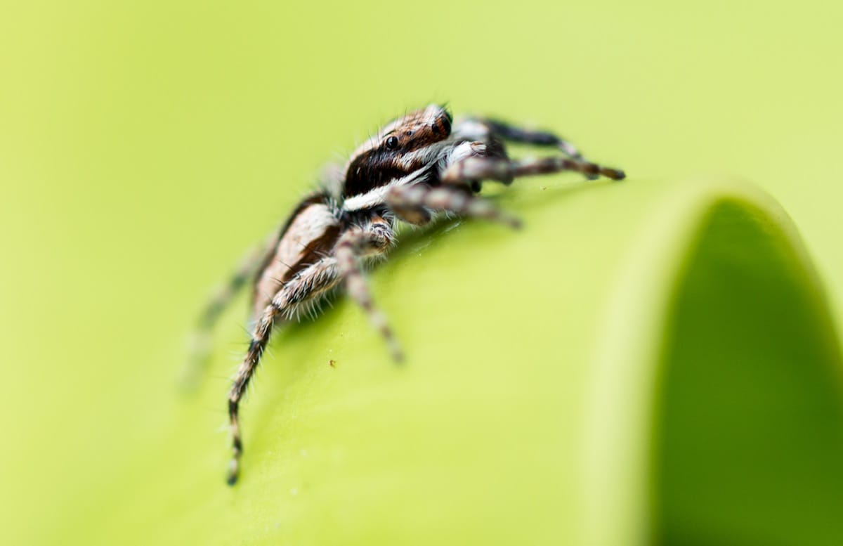 Aranhas Usam Campos Elétricos Para Voar