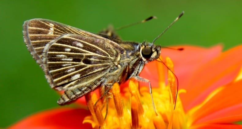 Exposição fotográfica na USP mostra a importância dos insetos na natureza