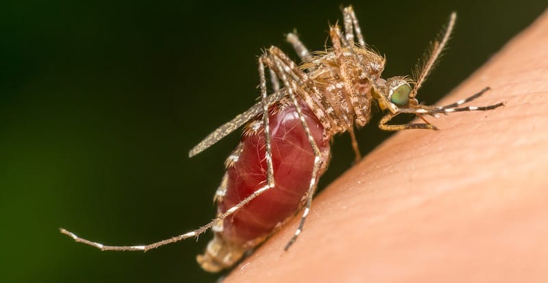 o mosquito Aedes aegypti é próprio de regiões tropicais e subtropicais, originário da Etiópia e do Egito
