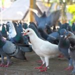 O Método definitivo para eliminar os pombos em indústrias e empresas é o da captura e manejo dos pombos
