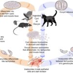 O toxoplasma é um parasita que tem como hospedeiro definitivo o gato; o homem, outros mamíferos e as aves são hospedeiros intermediários.