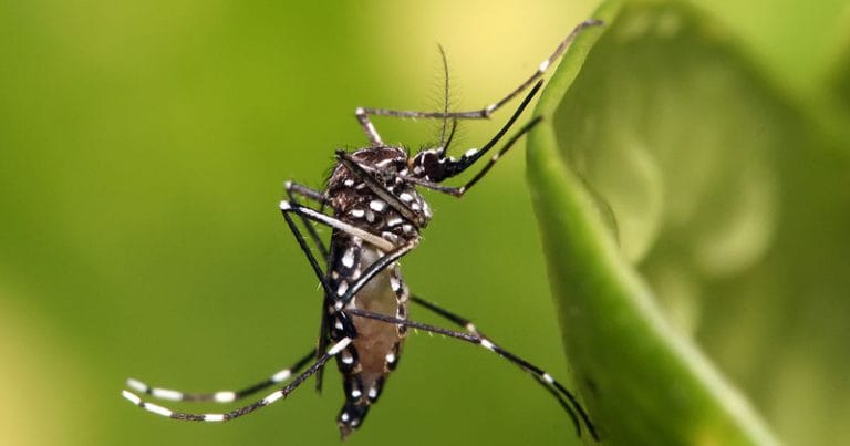 Asas de Mosquitos Sofrerem Modificação Evolutiva Por Conta da Urbanização
