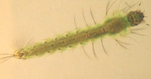 Anopheles cruzii, estágio larvar – Foto: Wikipedia